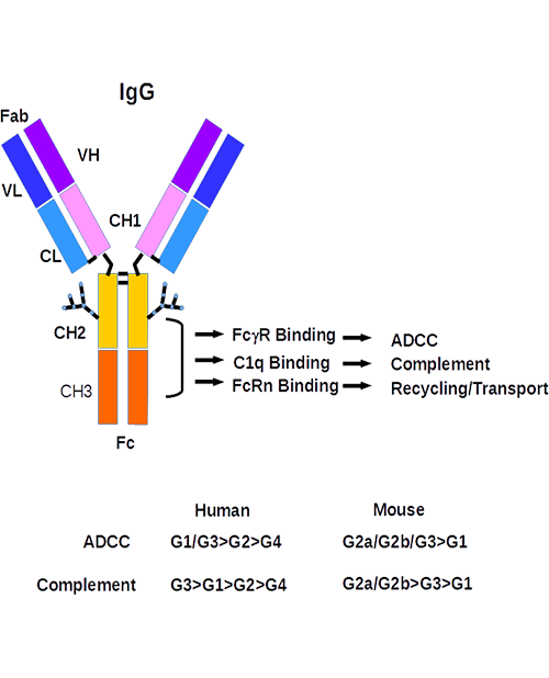 hzVSF image